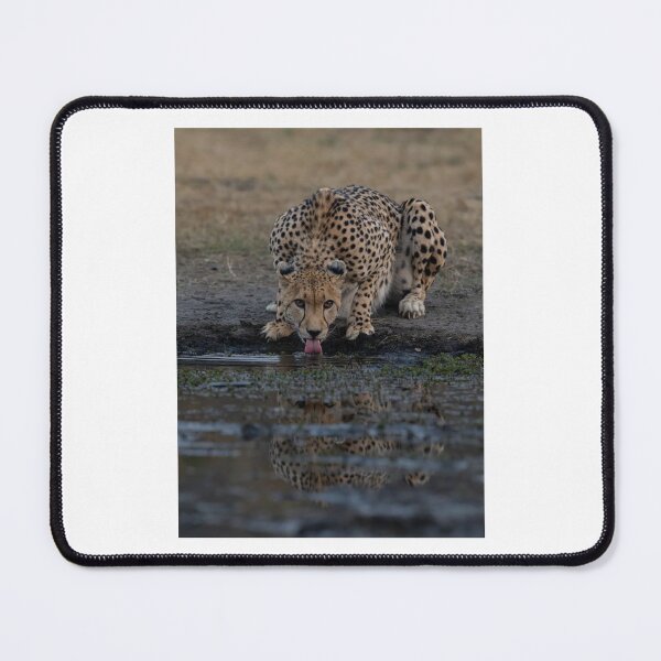 Item preview, Crouching Cheetah Drinking Water designed and sold by wildframe-color.