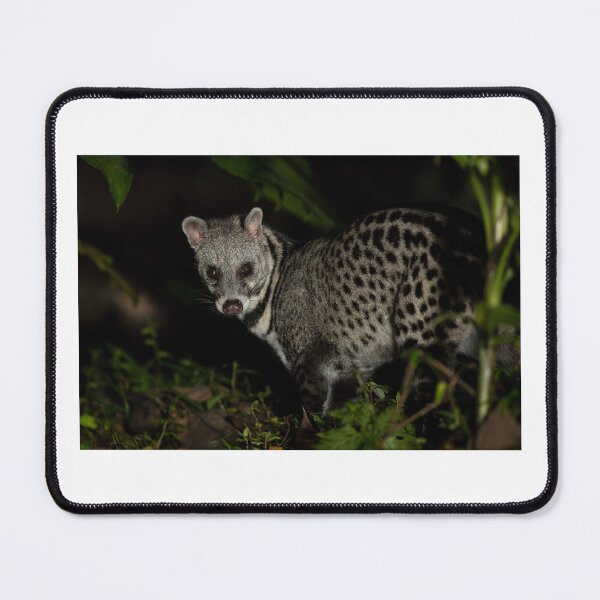 Item preview, Spotted Civet in Night Jungle designed and sold by wildframe-color.