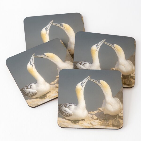 Item preview, alcatraces designed and sold by Martin Stokes Photography.