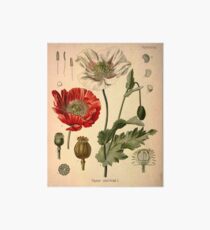 Papaver Somniferum Galeriedruck