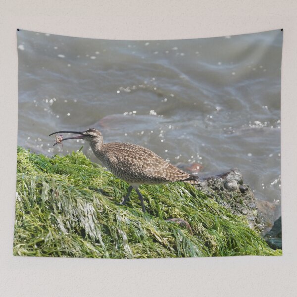 Item preview, Whimbrel designed and sold by Malcolm Snook.