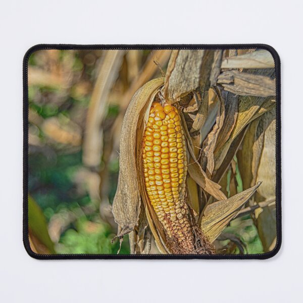 Item preview, Dent Corn designed and sold by Darrell Kroulik.