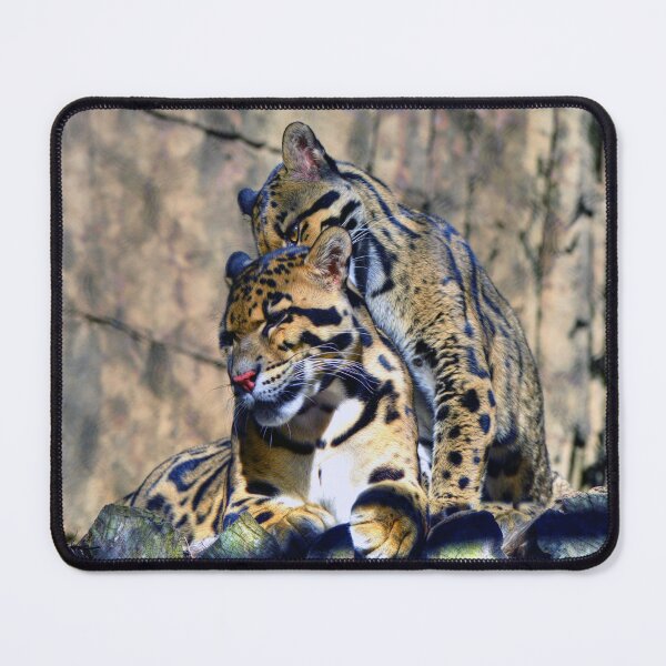 Item preview, Leopard Cubs Grooming designed and sold by Savannah Gibbs.