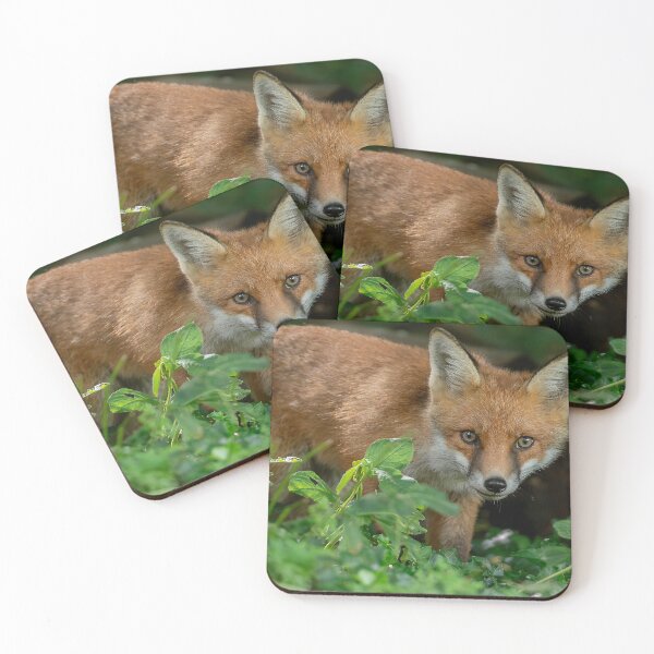 Item preview, Fox Staring  designed and sold by Darren Wilkes Wildlife UK.