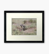 Alpine marmot (Marmota marmota) Framed Print