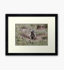 Alpine marmot (Marmota marmota) Framed Print