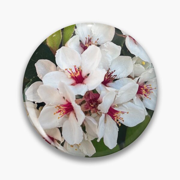 Item preview, Delicate White Indian Hawthorn Flowers with Burgundy Centres designed and sold by Be Captured by Brittany Emma.
