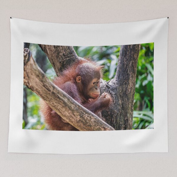 Item preview, Orang Utan 14 designed and sold by photograham.
