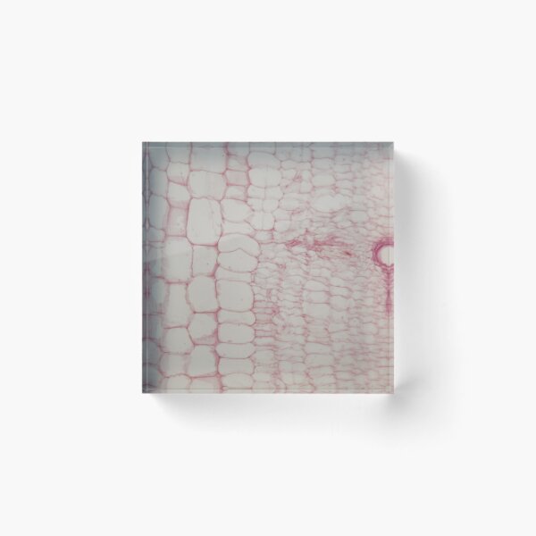 Item preview, Stem with sieve cells under the microscope designed and sold by Zosimus.