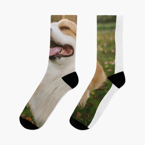 Item preview, Fluffy Corgi Smiling With Eyes Closed In Sunset Park    designed and sold by lakelatisha.