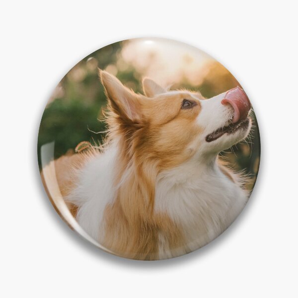 Item preview, Fluffy Corgi Dog Licking Its Nose In Golden Sunset Light designed and sold by lakelatisha.