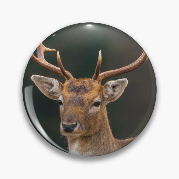 Item preview, Portrait Of Fallow Deer Buck With Curved Palmate Antlers designed and sold by swhittington.
