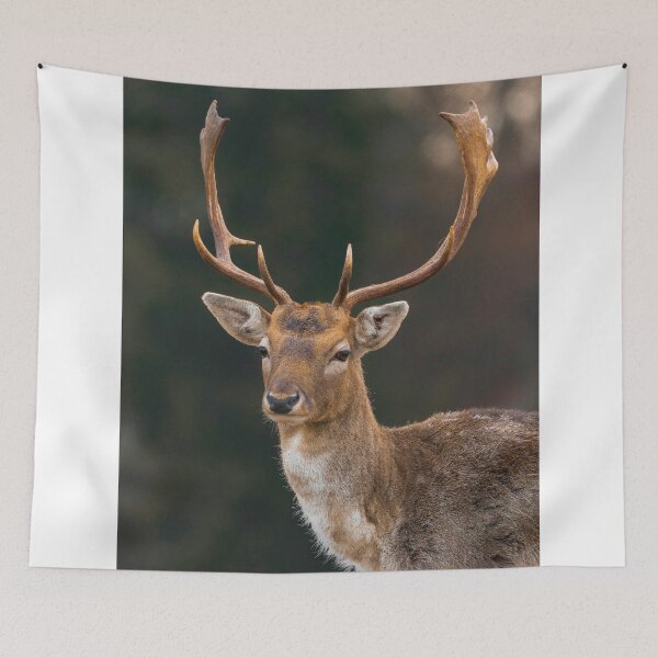 Item preview, Portrait Of Fallow Deer Buck With Curved Palmate Antlers designed and sold by swhittington.