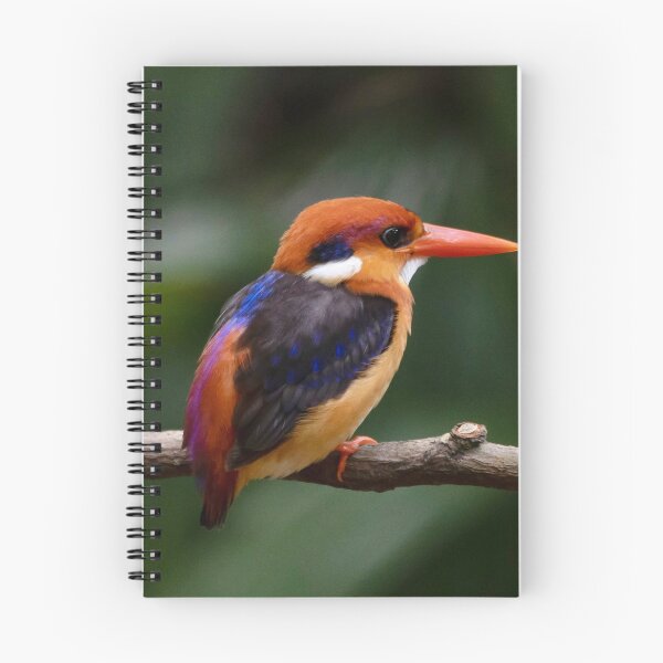 Item preview, Colorful Black-Backed Kingfisher Perched On Tree Branch designed and sold by Daviean.