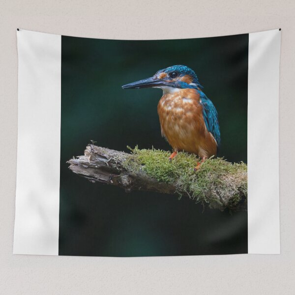 Item preview, Common Kingfisher Perched On Mossy Tree Branch designed and sold by Daviean.