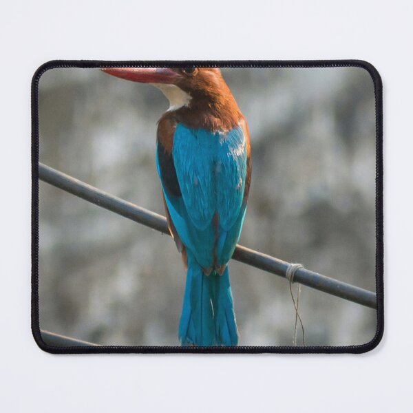 Item preview, White-Throated Kingfisher Perched On Outdoor Cable Wire designed and sold by Foxieri.