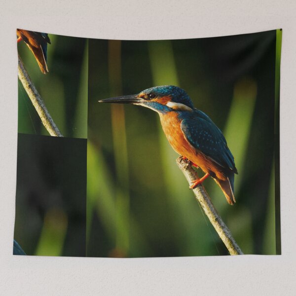 Item preview, Common Kingfisher In Warm Sunlight Perched On Branch designed and sold by Foxieri.