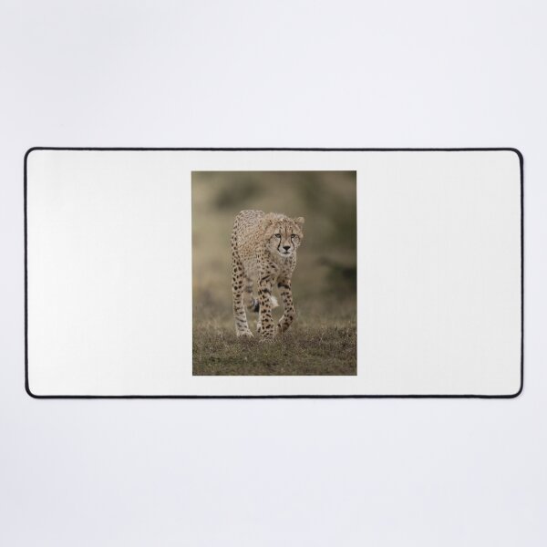Item preview, Focused Cheetah Walking in Grassland designed and sold by wildframe-color.
