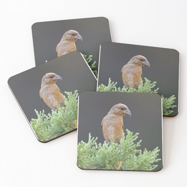 Item preview, Brown Grosbeak Perched on Evergreen Branch designed and sold by wildframe-color.