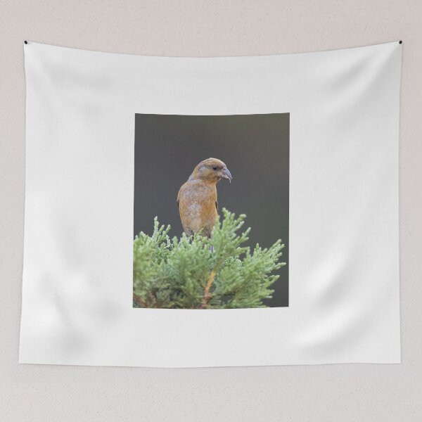 Item preview, Brown Grosbeak Perched on Evergreen Branch designed and sold by wildframe-color.