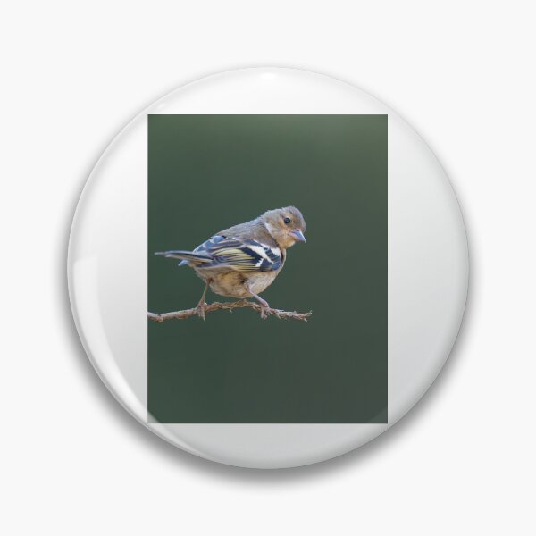 Artikelvorschau, Kleiner Singvogel sitzt auf einem Zweig entworfen und verkauft von wildframe-color.