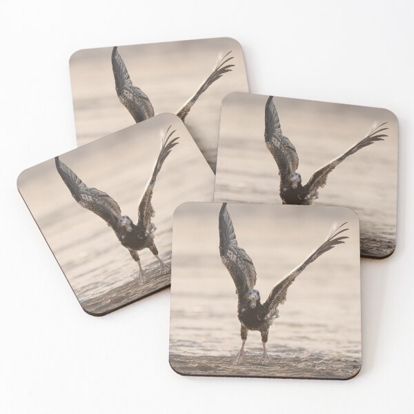 Item preview, Juvenile Eagle Taking Flight designed and sold by wildframe-color.
