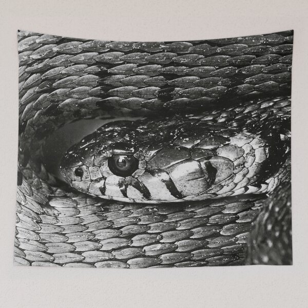 Item preview, Rattlesnake, viper's head fine art vintage black and white photograph by Albert Renger-Patzsch for home wall decor designed and sold by Astrid Arkhangelsky.
