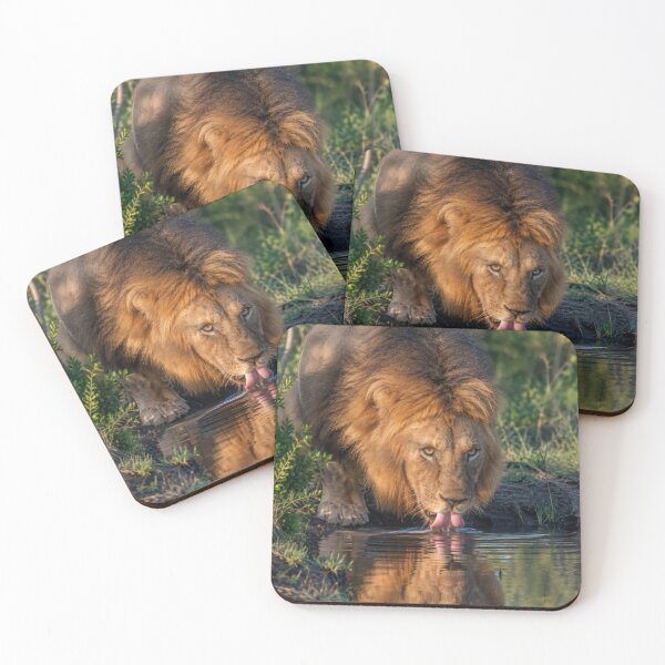 Item preview, African Lion Drinking Water at a Watering Hole – Majestic Wildlife Photography designed and sold by LazyOwlStore.