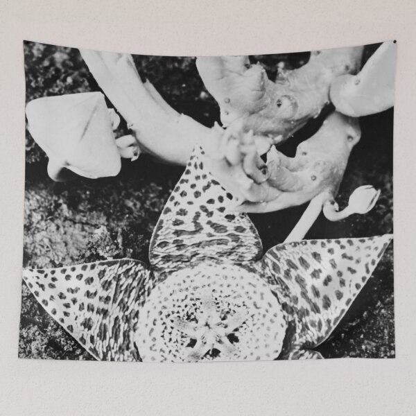 Item preview, Starflower blossom floral flower still life fine art vintage black and white orchid photograph by Albert Renger-Patzsch designed and sold by Astrid Arkhangelsky.