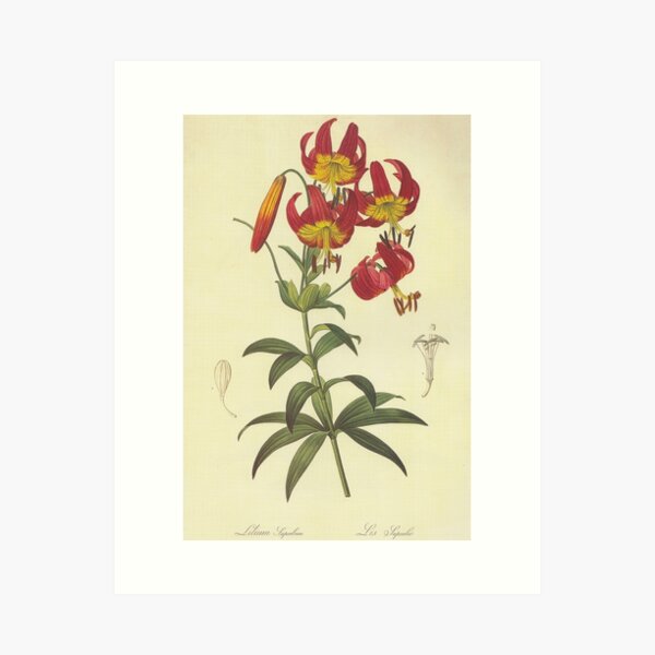 Item preview, Botanical Super Lily designed and sold by YaelleDark.
