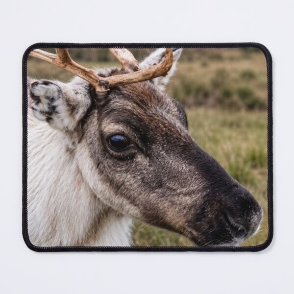 Item preview, Reindeer Portrait on the Moorlands designed and sold by Astute-Artio-Photography.