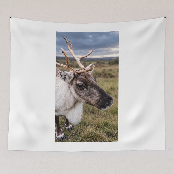 Item preview, Reindeer Portrait on the Moorlands designed and sold by Astute-Artio-Photography.