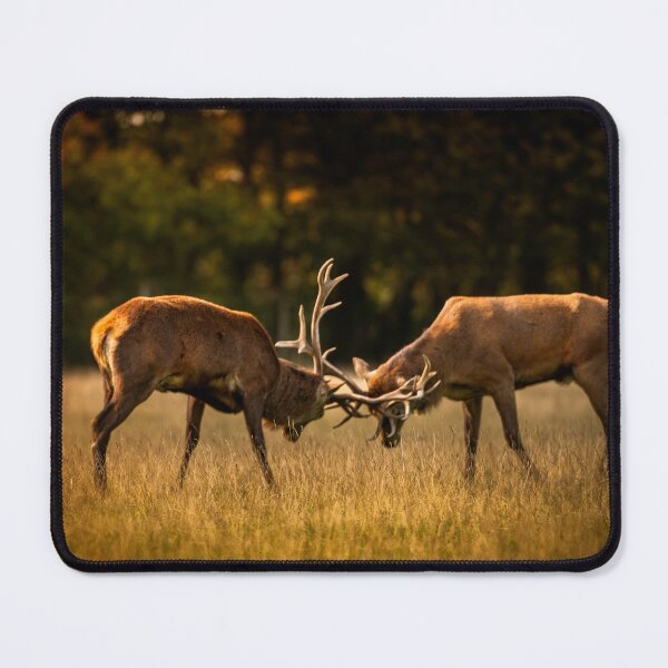 Item preview, Autumn Glow and Antlers - Tatton Park designed and sold by Darren Wilkes Wildlife UK.