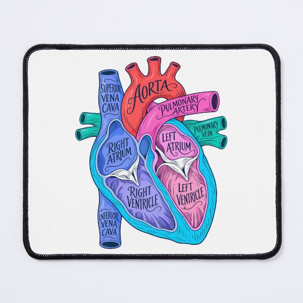 Item preview, Human Heart Anatomy Labeled Cardiology Medical Science designed and sold by gordonbwyashop.