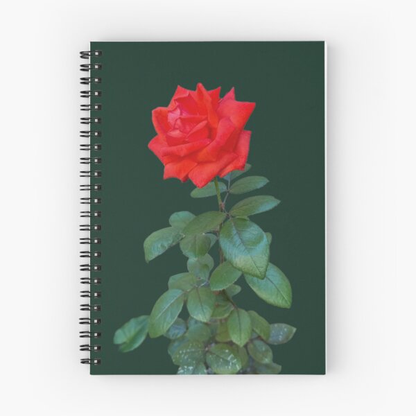Item preview, Vibrant Red Rose Stem - Isolated Long Stem Botanical Cutout designed and sold by BalkanBloomArt.