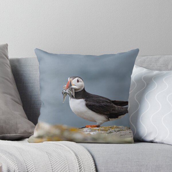 Item preview, Close up of an Atlantic puffin (Fratercula arctica)  with mouth full of sand eels designed and sold by JPopov.