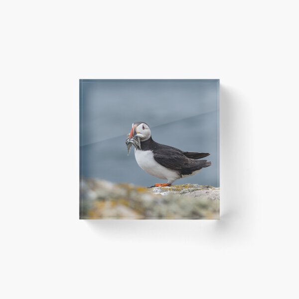 Item preview, Close up of an Atlantic puffin (Fratercula arctica)  with mouth full of sand eels designed and sold by JPopov.