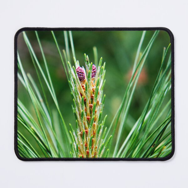 Item preview, New Life on a Pine Branch – Spring Growth Macro Photography designed and sold by celinebisson.