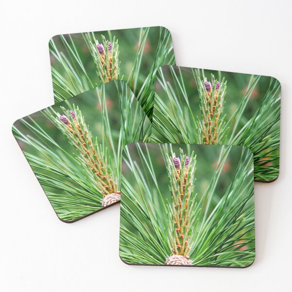 Item preview, New Life on a Pine Branch – Spring Growth Macro Photography designed and sold by celinebisson.