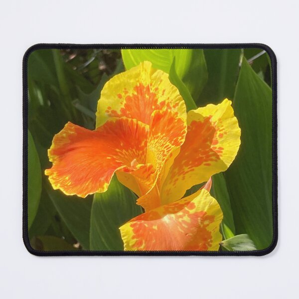 Item preview, Canna in morning sun designed and sold by Ben Waggoner.