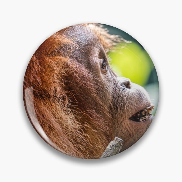 Item preview, Orang Utan 15 designed and sold by photograham.