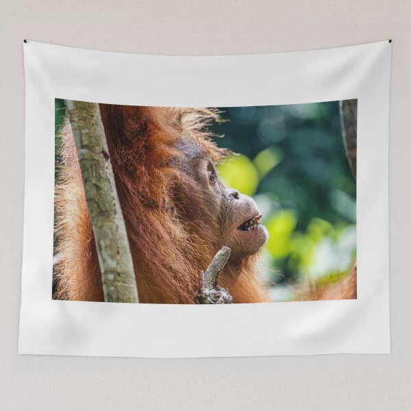 Item preview, Orang Utan 15 designed and sold by photograham.