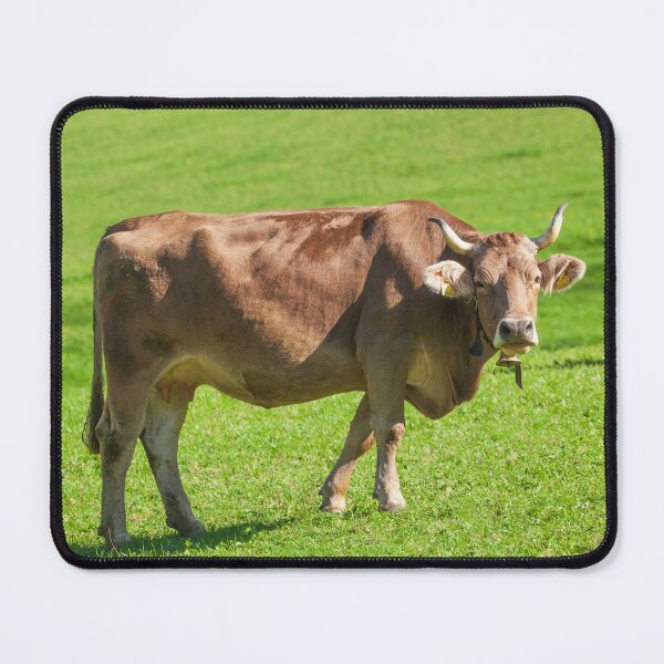 Item preview, Cow on an alpine pasture, Tulfes, Innsbruck region, Tyrol, Austria designed and sold by Torsten Krüger.