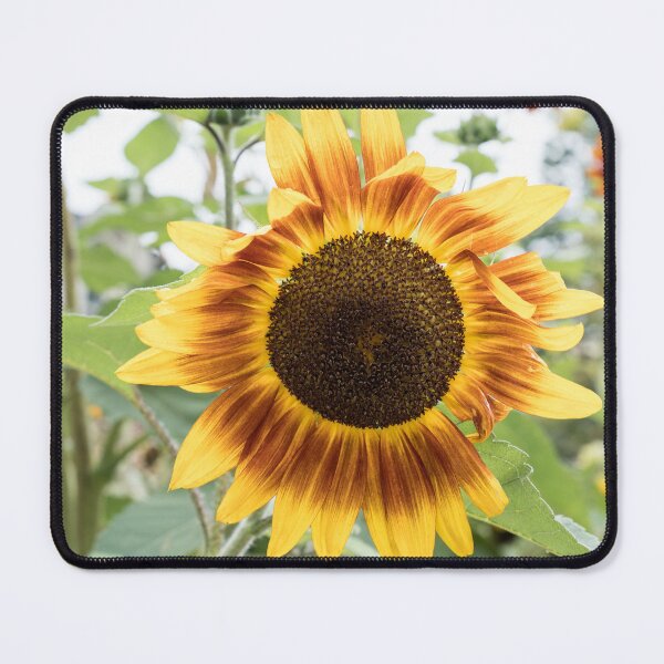 Item preview, Summer Garden with a Sunflower Bloom in Rufous Red and Bold Yellow designed and sold by Georgia Mizuleva.