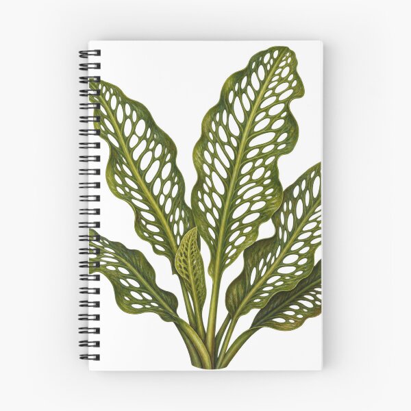 Item preview, Madagascar Lace Plant Botanical Oil Portrait designed and sold by Ocelot-T.