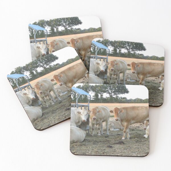 Item preview, Charolais Cows designed and sold by wiggyofipswich.