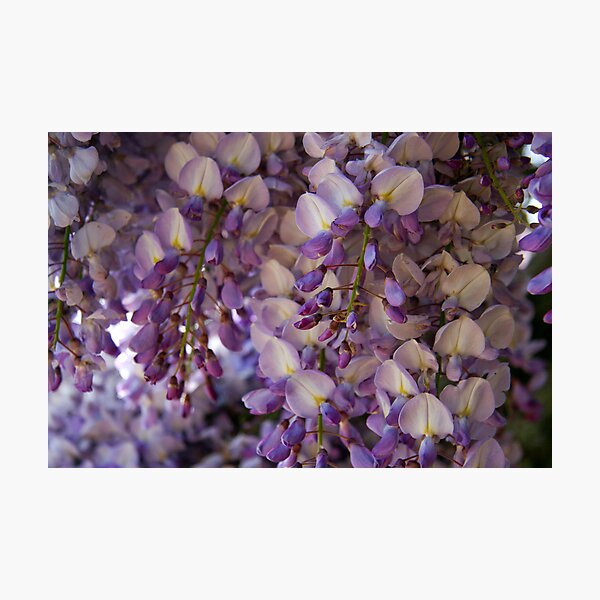 Purple Heaven Photographic Print