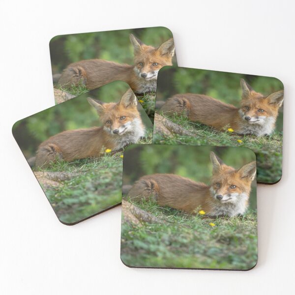 Item preview,  A Fox in the Dappled Light of Mold - North Wales  designed and sold by Darren Wilkes Wildlife UK.