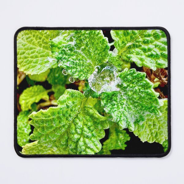 Item preview, Fresh Green Herb Garden Leaves with Water Droplets — Botanical Leaf Macro designed and sold by Pink Ribbon Flowers .