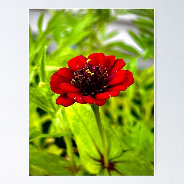 Item preview, Deep Red Zinnia in Full Bloom — Bold Summer Garden Flower Photography designed and sold by Pink Ribbon Flowers .